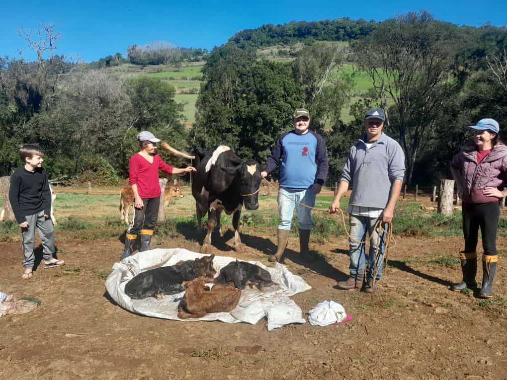 Ir para  <p><big>Uma vaca, da ra&ccedil;a holandesa, deu &agrave; luz a quatro bezerros machos, neste domingo (16), na propriedade de Jacob Kurcezski, na Linha 15 de novembro, interior de S&atilde;o Valentim/RS. O...