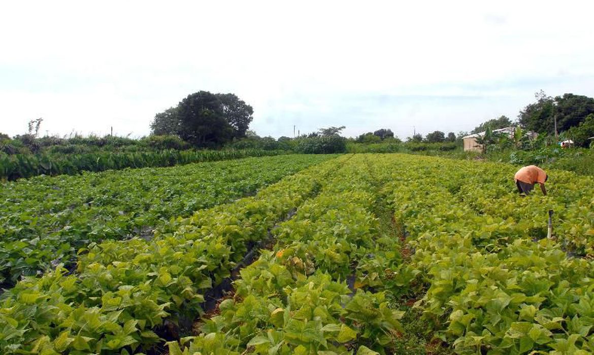 Ir para  <p>O governo federal criou uma for&ccedil;a-tarefa para ampliar a aquisi&ccedil;&atilde;o de alimentos produzidos pela agricultura familiar, por meio de compras p&uacute;blicas. A iniciativa envolve cinco...