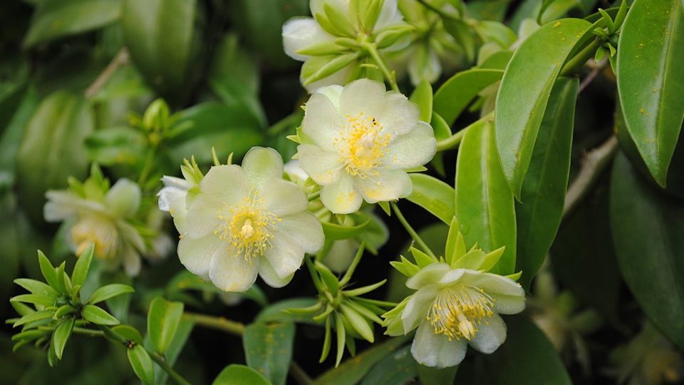 Ir para  <p>&nbsp;ora-pro-n&oacute;bis &eacute; uma planta comest&iacute;vel com v&aacute;rias propriedades medicinais, fornecendo diversos benef&iacute;cios para a sa&uacute;de, como preven&ccedil;&atilde;o da...