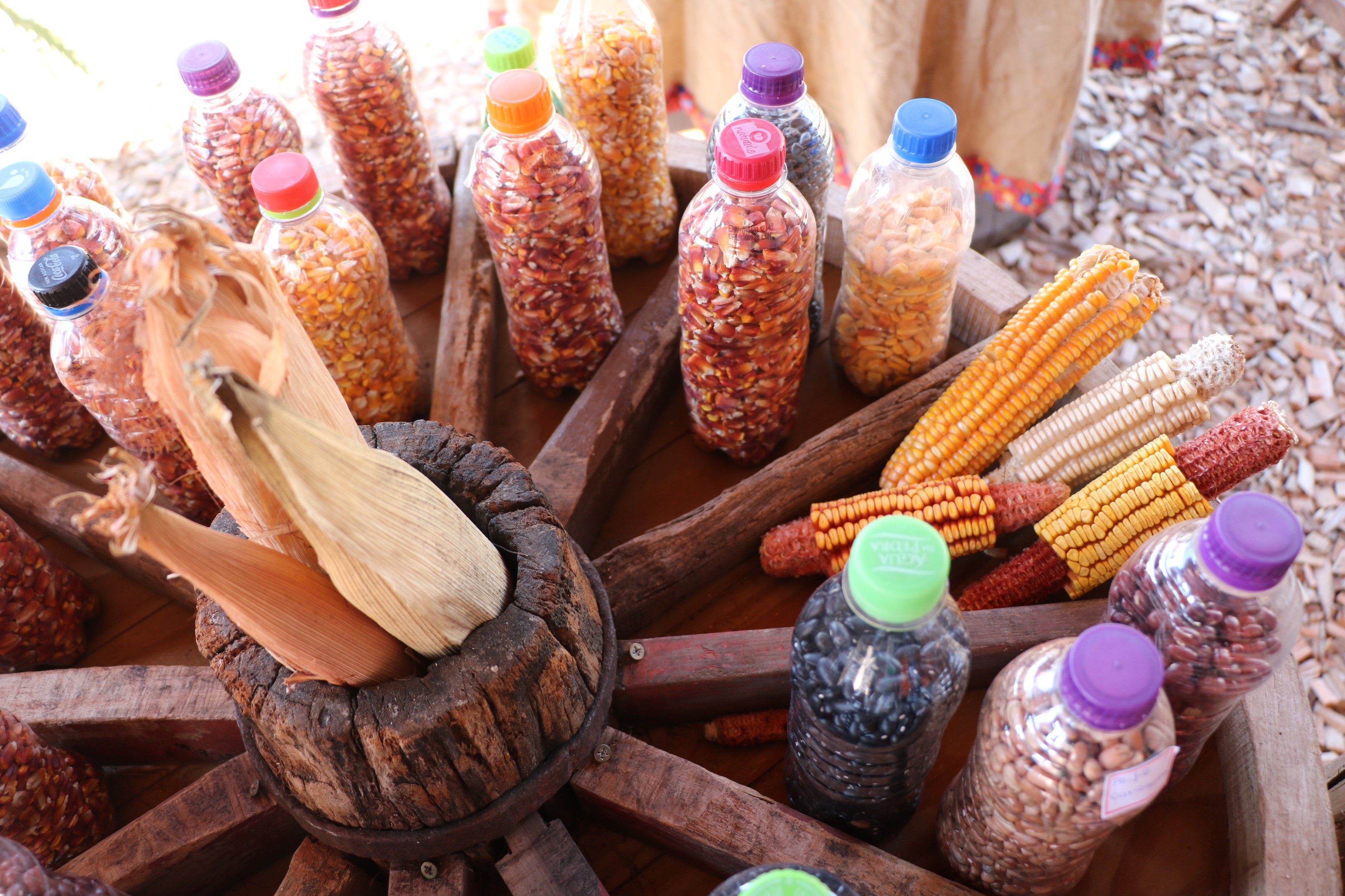 Ir para  <p><big>Interagir com os visitantes para troca de experi&ecirc;ncias e relatos de uso de variedades crioulas, ancestrais ou de Plantas Aliment&iacute;cias N&atilde;o Convencionais (Pancs). Este &eacute; um dos...