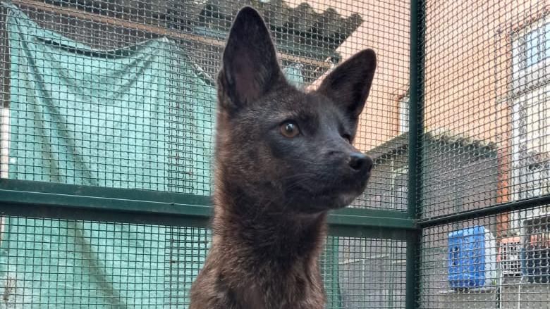 Ir para  <p><big>Em 2021, um animal parecido com um cachorro foi encontrado atropelado numa estrada localizada no munic&iacute;pio de Vacaria, no Rio Grande do Sul.</big></p>

<p><big>A f&ecirc;mea foi...