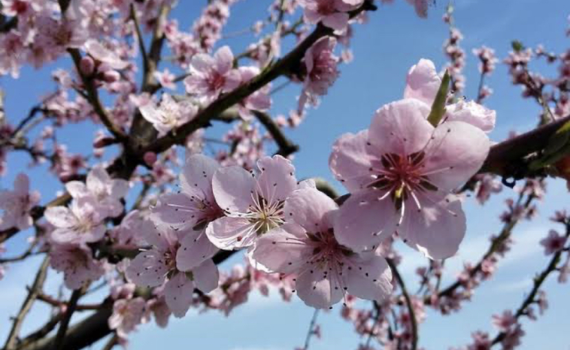 Ir para  <p>Com&nbsp;altas&nbsp;temperaturas e ip&ecirc;s floridos,&nbsp;a primavera iniciou na madrugada&nbsp;deste&nbsp;s&aacute;bado&nbsp;(23), exatamente &agrave;s&nbsp;3h50. A chegada da nova...