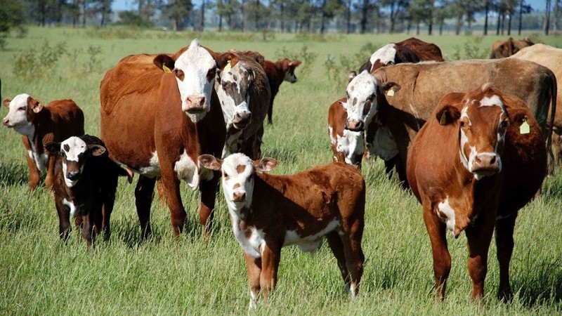 Ir para  <p><big>Os produtores rurais ga&uacute;chos que trabalham com agroneg&oacute;cios de produ&ccedil;&atilde;o animal poder&atilde;o fazer, a partir desta segunda-feira (25/9), a Declara&ccedil;&atilde;o Anual...