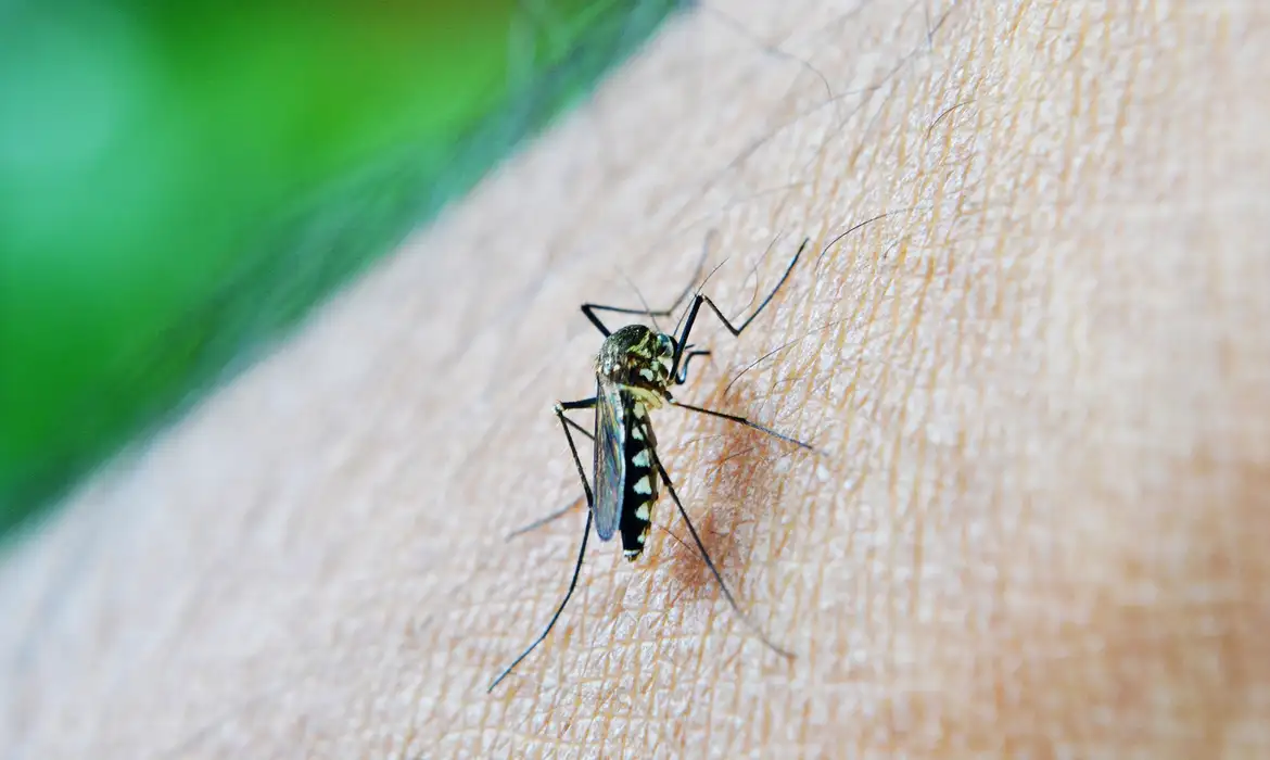 Ir para  <p><big>O Brasil j&aacute; registra 512.353 casos prov&aacute;veis de dengue desde o in&iacute;cio de 2024. Foram contabilizados ainda 75 &oacute;bitos pela doen&ccedil;a, enquanto 340 mortes est&atilde;o sendo...
