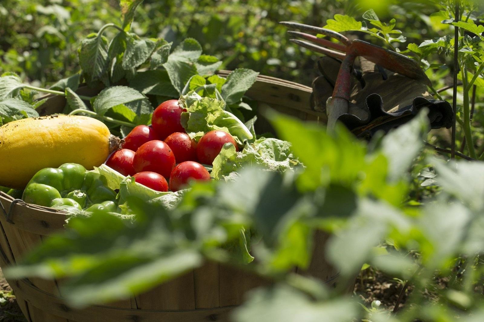 Primeiro Seminário Regional de Olericultura será sediado em Erechim