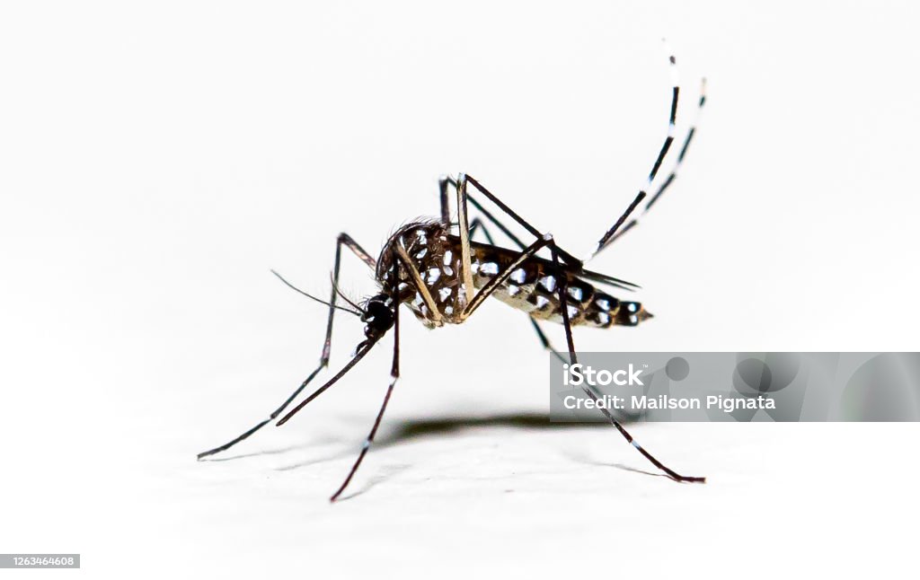 Ir para  <p><big>O aumento dos casos de dengue tem colocado a quest&atilde;o do saneamento b&aacute;sico tamb&eacute;m em evid&ecirc;ncia. A discuss&atilde;o ganha for&ccedil;a ao considerarmos o saneamento como...