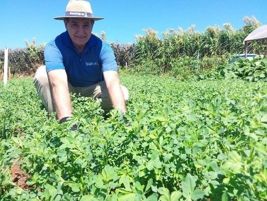 Ir para  <p><big>No Brasil, o RS &eacute; o principal produtor da alfafa, introduzida no Estado atrav&eacute;s das col&ocirc;nias alem&atilde;s. Atualmente, a regi&atilde;o das Miss&otilde;es &eacute; a maior...