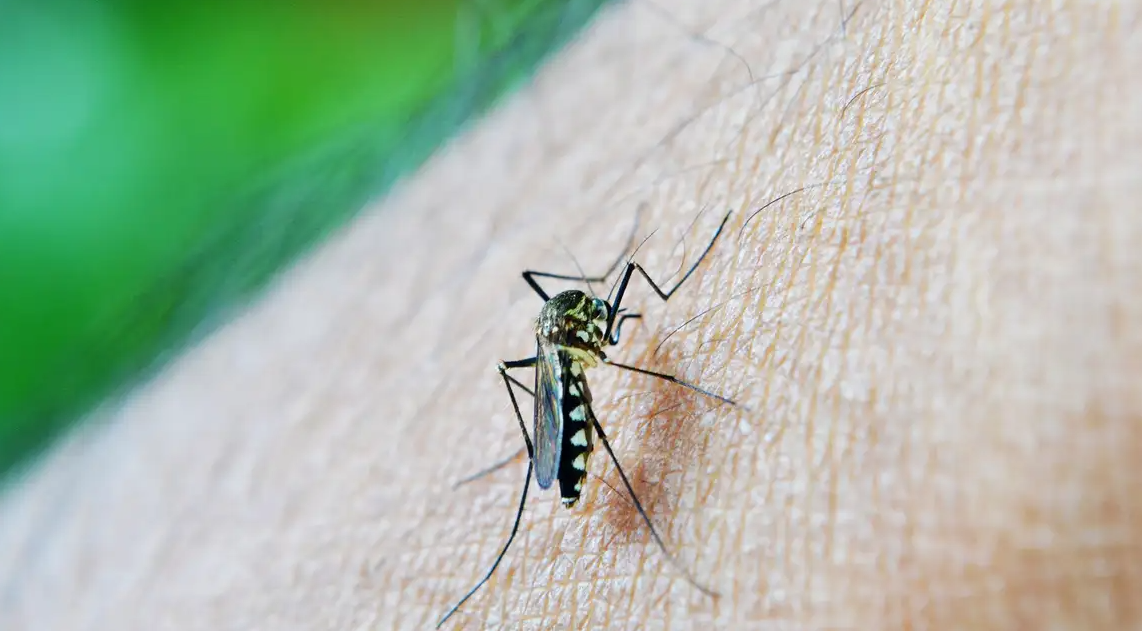 Ir para Brasil já tem mais de 3 milhões de casos de dengue em 2024