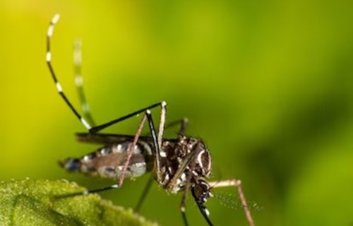 Erechim registra 131 casos confirmados de dengue, com quatro pacientes hospitalizados