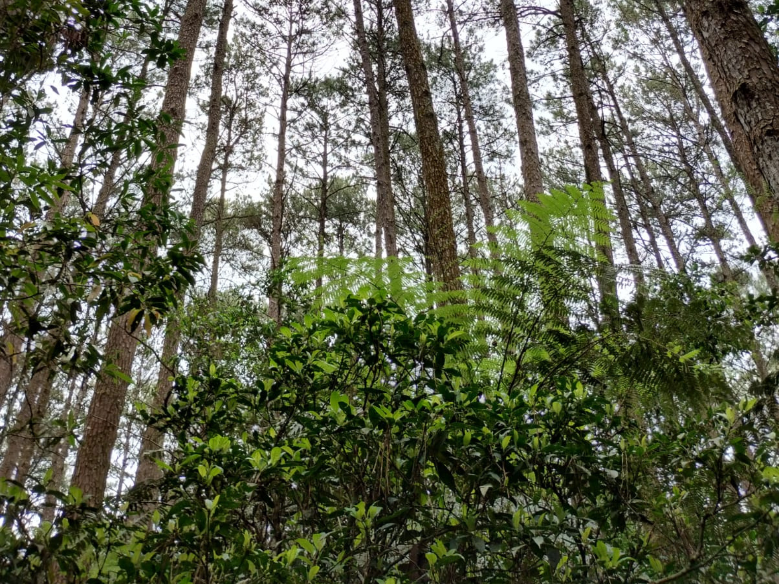 Ir para  <p><big>Uma pesquisa desenvolvida no Programa de P&oacute;s-gradua&ccedil;&atilde;o em Ci&ecirc;ncia e Tecnologia Ambiental da Universidade Federal da Fronteira Sul (UFFS) Campus Erechim revelou importantes insights...