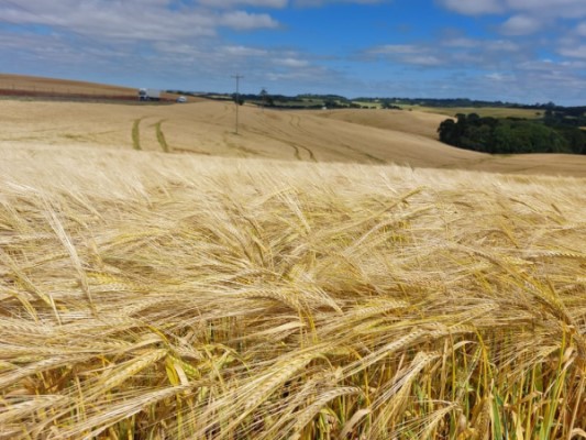 Ir para  <p><big>Houve amplia&ccedil;&atilde;o da &aacute;rea colhida de cevada, avan&ccedil;ando significativamente no Alto Uruguai e Planalto M&eacute;dio. De acordo com o Informativo Conjuntural divulgado nesta...