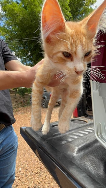 Ir para  <p>Na data de 27/01/2025, a Pol&iacute;cia Civil, atrav&eacute;s da 11&ordf; DPRI/Erechim, recebeu diversas den&uacute;ncias de maus tratos a animais, onde um v&iacute;deo estava circulando nas redes sociais em que...
